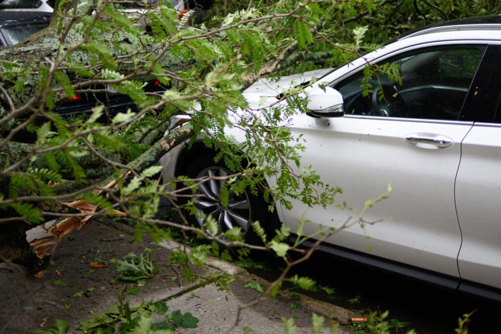 car near bush