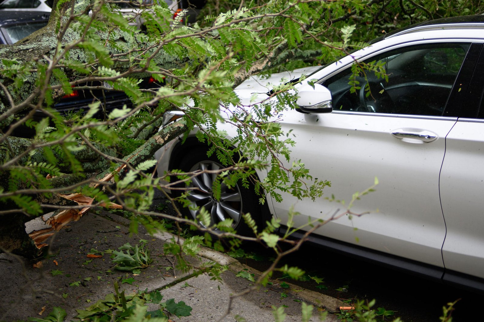 car near bush